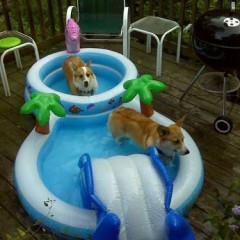 Corgis in a pool!