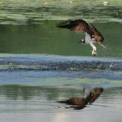 Osprey!