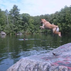 It's a bird, it's a plane . . . it's a dog!