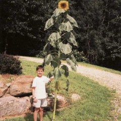 The facts about sunflowers