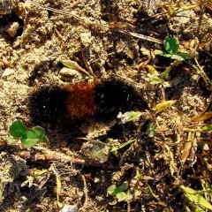 A woolly weatherworm