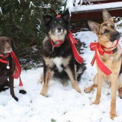 Cute Christmas pups