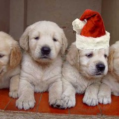 Any puppies under the tree?