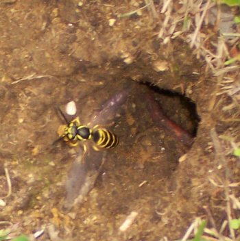 A yellow jacket flies out of its newly acquired chipmunk hole home. Watch out, Paul!