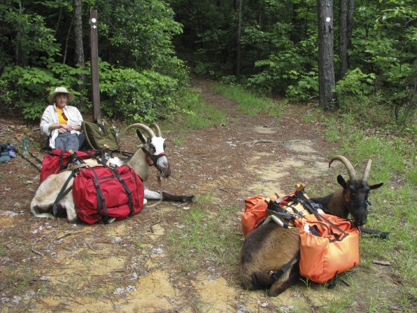 Pack Goats  Great Backpacking Companions