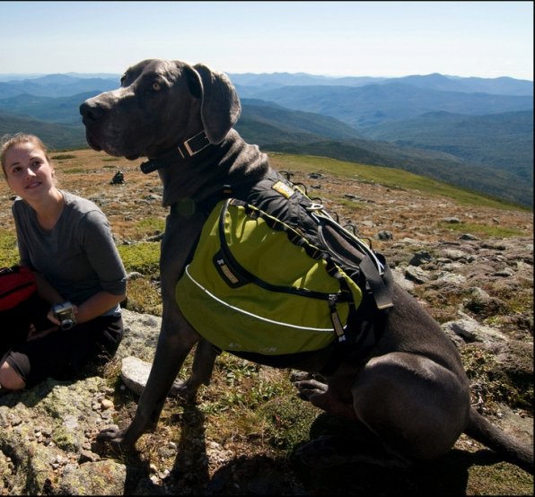 Here’s Nelson ruling on high from atop the White Mountains with his master, Lindsay Hanson.