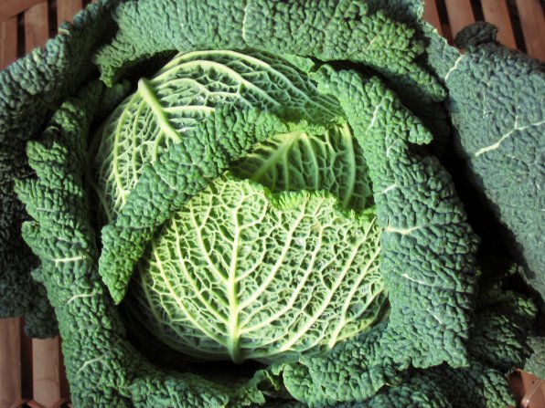 A tasty-looking head of fresh organic savoy cabbage.