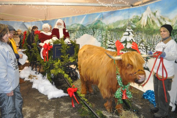 Clementine, a Scottish Highlander cow, played the role of Rudolph.