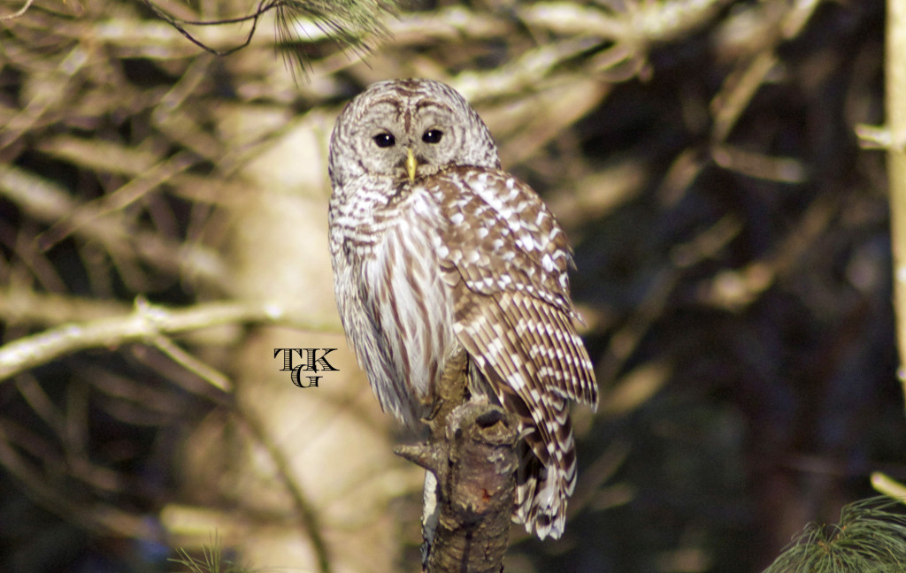 A neighbor called and said I should come over and bring my camera. This Bard Owl was waiting. He was there for over a half hour per my friend.  This is on the Heights.