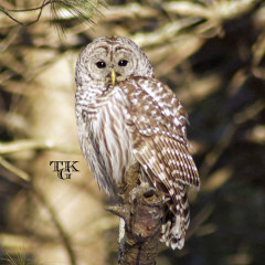 Bard Owl – Mon, 13 Jan 2014