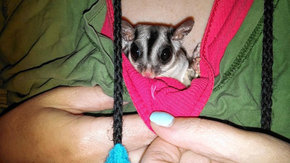 This sugar glider's name is Lola. She was rescued from family friends of "Monitor" computer guru Tundra Slosek that were unable to give her the time that she needed. She is the most directly social with the Sloseks of all their gliders (they have five!) - she loves to be scratched and petted and snuggles into armpits and buried in a robe or shirt. The others will tolerate some petting, but Lola shows that nothing makes her happier than that direct physical contact. (Courtesy of Tundra Slosek) -