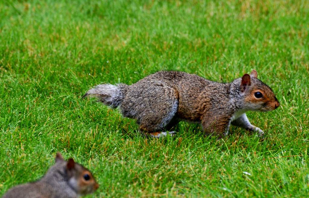 Reader Deb LaValley has had her eye on this bob-tailed squirrel for a while now – and she finally got a photo of him! “The tail does not seem to be an injury,” LaValley said, “but a birth defect of some kind.  Perhaps the squirrel gene pool is a wee bit stagnant in the small wooded area behind my parents’ house.  We call it the ‘Squabbit’ because it hops like a bunny.” Thanks for the pic, Deb!