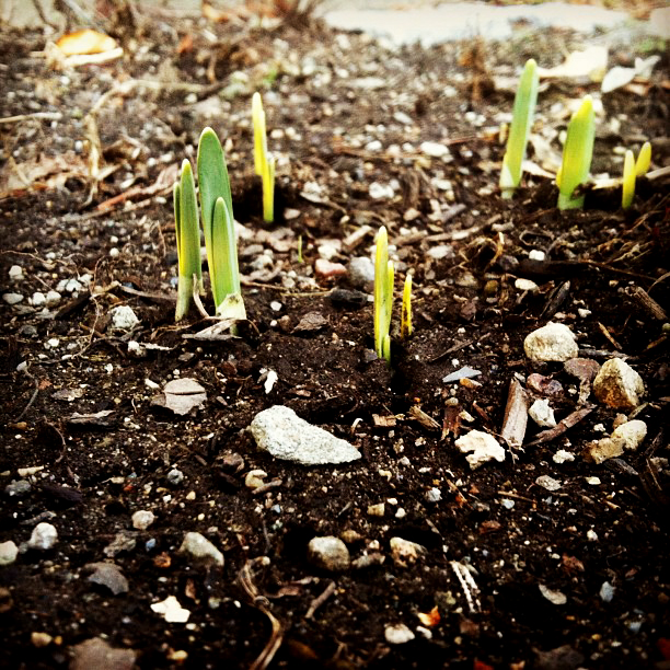  This great picture of sprouts bursting through the earth on Rumford Street was taken by Instagram user @alyssambuckley. If you want your shot to be the Instagram photo of the week, tag us in it: Our name is @concordinsider, of course. Send any other community photos to news@theconcordinsider.com.