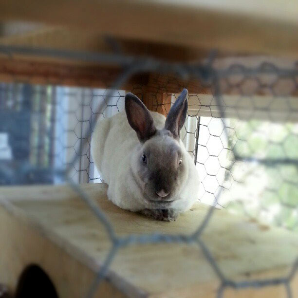 Instagram user @pincoske sent us this photo of a cute lil‘ bunny. Now that’s what’s hoppening! Tag us in all your cool Concord Instagram photos – @concordinsider. Thanks!