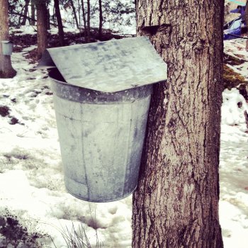 There are tons of little sugar houses in town, many of which may be boiling when you visit. We  saw plenty of buckets up at Great Brook Farm when we stopped by – give them a call at 756-4358 to see when they are making maple syrup and you can see the process in action.