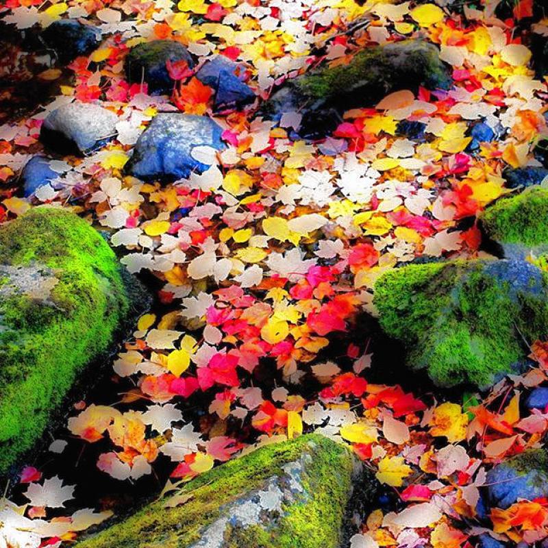 We couldn’t get away with putting together the final “Insider” of October without adding a little bit of fall color. Oh, the emails we’d get. And while this may appear to simply be a bunch of colorful leaves covering the ground (since that’s where most of them are now), it’s actually a picture of a bunch of colorful leaves floating in a small brook at Winant Park taken by Instagram user boudreaujr. Yeah for fallen leaves! (Courtesy photo) - 
