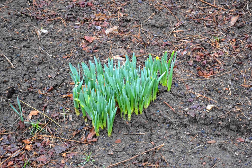 Check out those early season daffodil shoots. (TIM GOODWIN / Insider staff) -