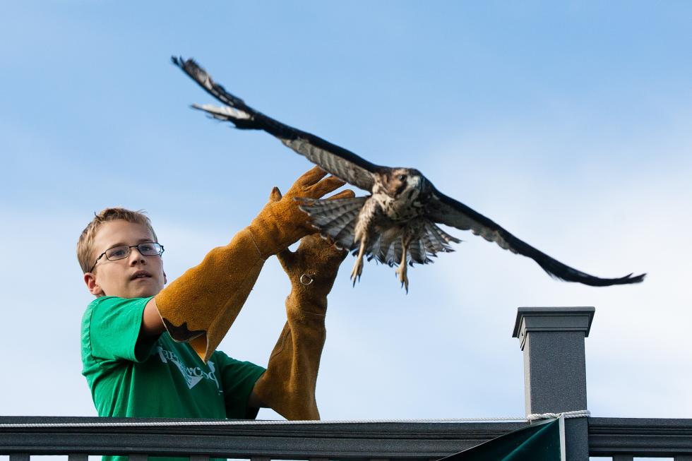 Thirteen-year-old Evan Hamlin of Easton, Massachusetts releases a rehabilitated broad-winged hawk at Carter Hill Orchard as dozens of migrating raptors fly overhead on Sunday, September 15, 2013. The hawk was blown out of its nest this summer and was taken in by New Hampshire Audobon, which exhibited the hawk's release on Sunday at its raptor observatory at Carter Hill. Hamlin's grandfather Joseph Quinn, who passed away in April, was instrumental in establishing the observatory.  (WILL PARSON / Monitor staff) - Will Parson | Concord Monitor