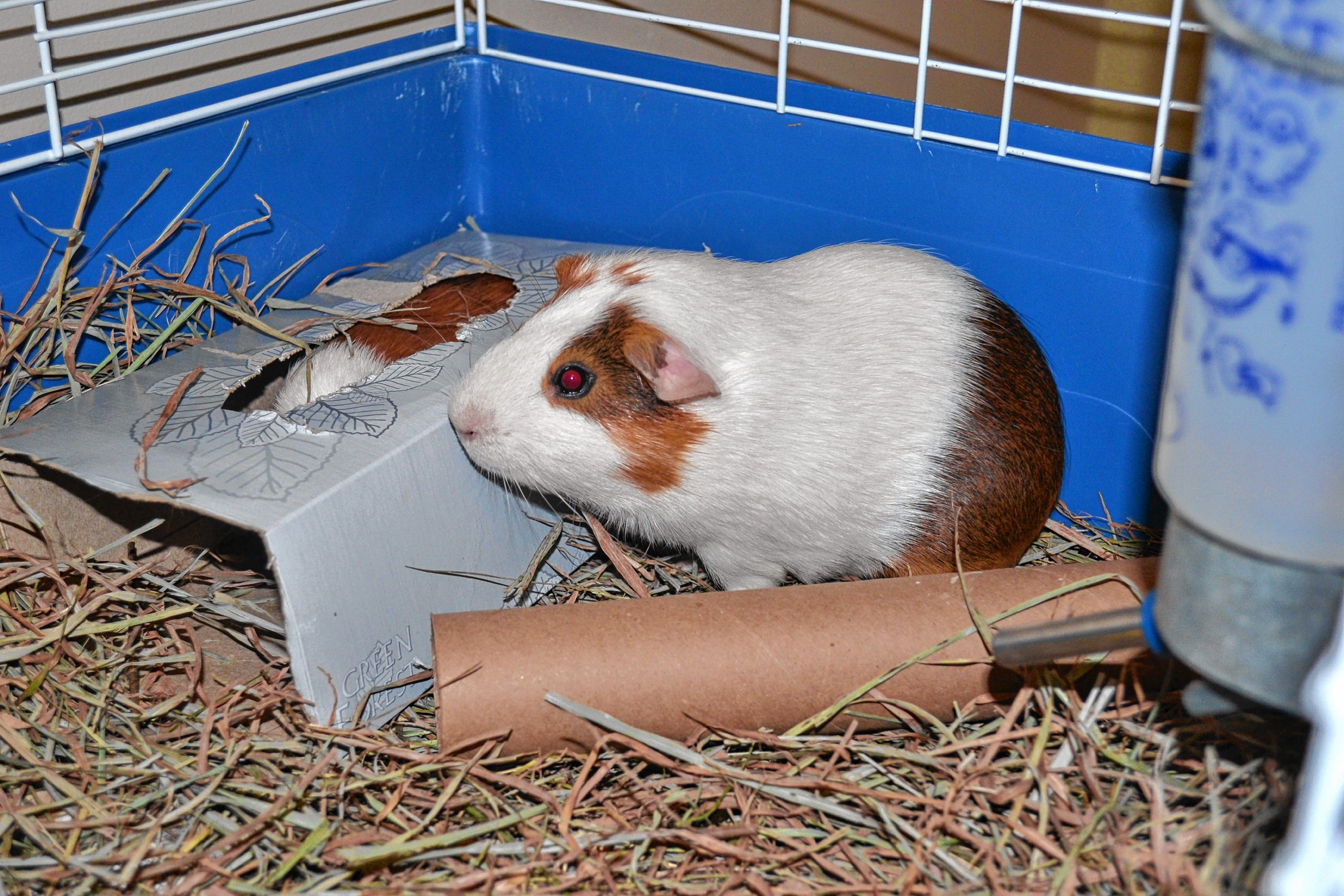 Larkspur and Periwinkle (in the box), smooth hair mix guinea pigs, are father (7 months) and son (2 months) and have been at the SPCA since Aug. 10.