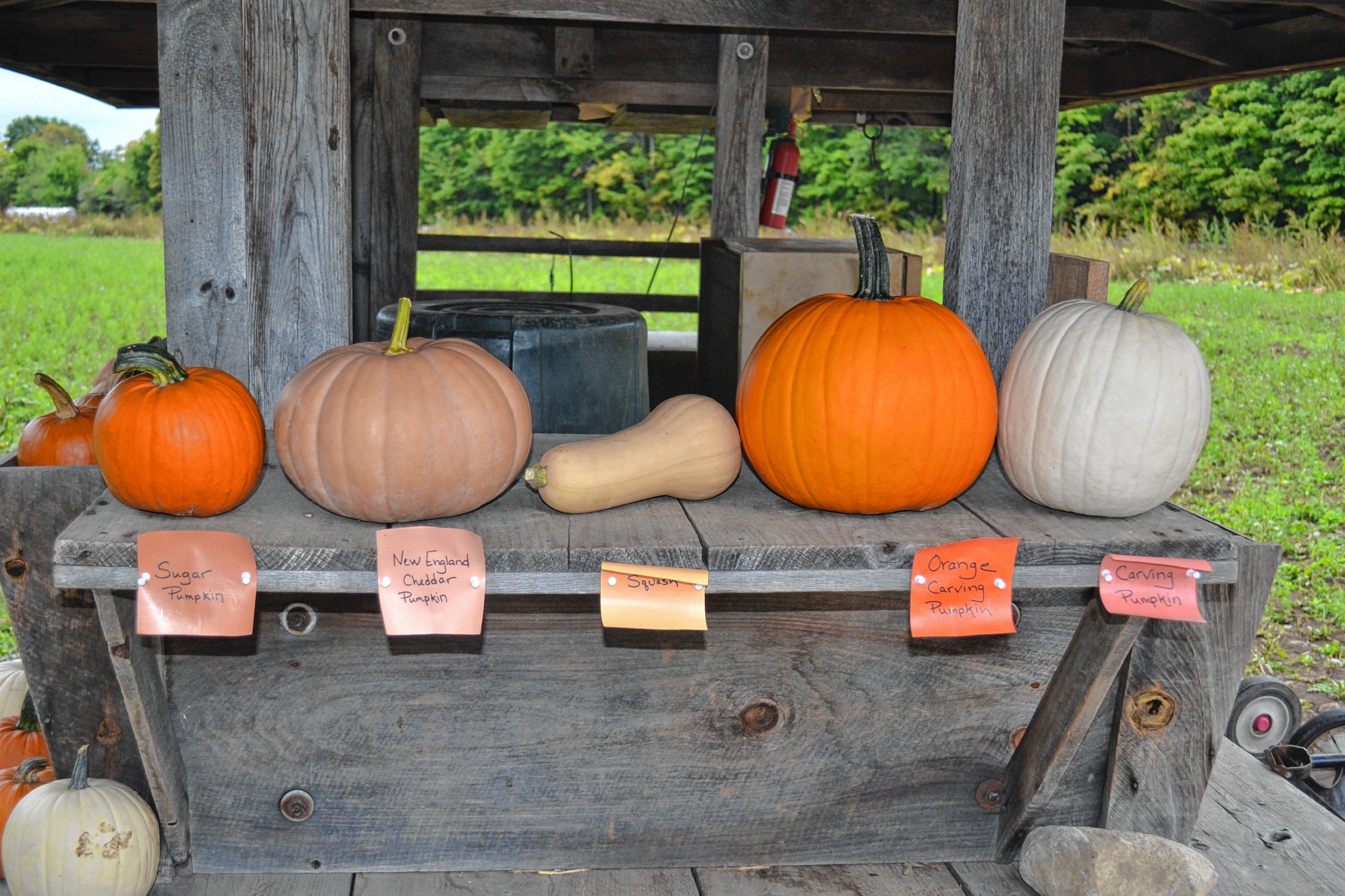 each-type-of-pumpkin-has-its-own-purpose-the-concord-insider
