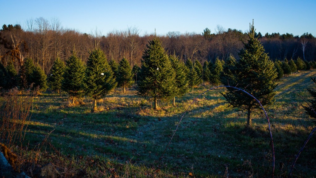 Rows of trees are seen from the road near Rossview Farm in Concord on Saturday, Dec. 5, 2015. A message posted on the Rossview Farm website says Christmas trees will not be sold during the 2015 season. (ELIZABETH FRANTZ / Monitor staff)