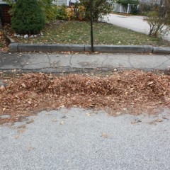 Go Try It: Can you rake the biggest leaf pile in the city?