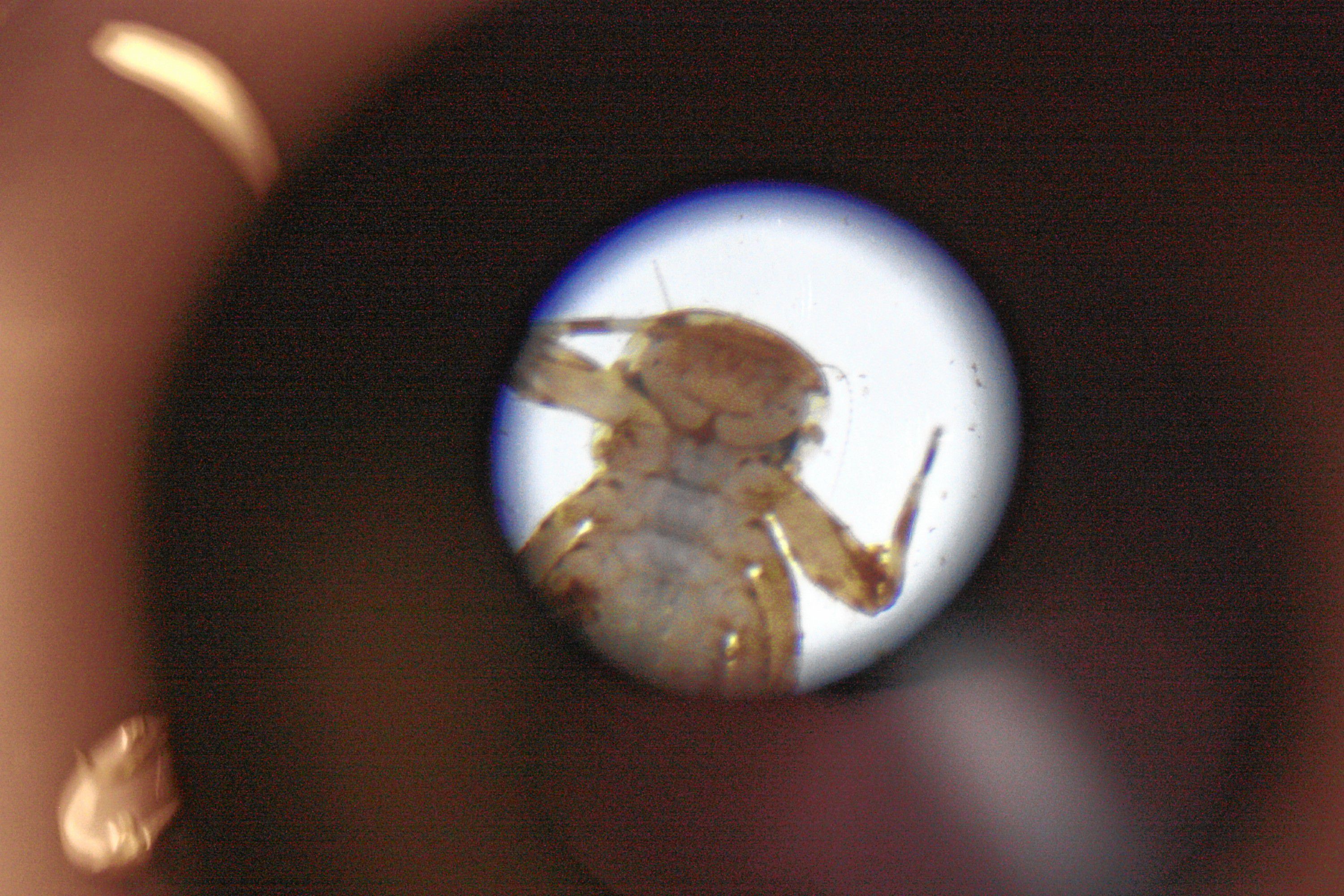 If you go to Bug Nights at St. Paul's School, be prepared to see all kinds of creepy crawlers up close and personal.(JON BODELL / Insider staff)