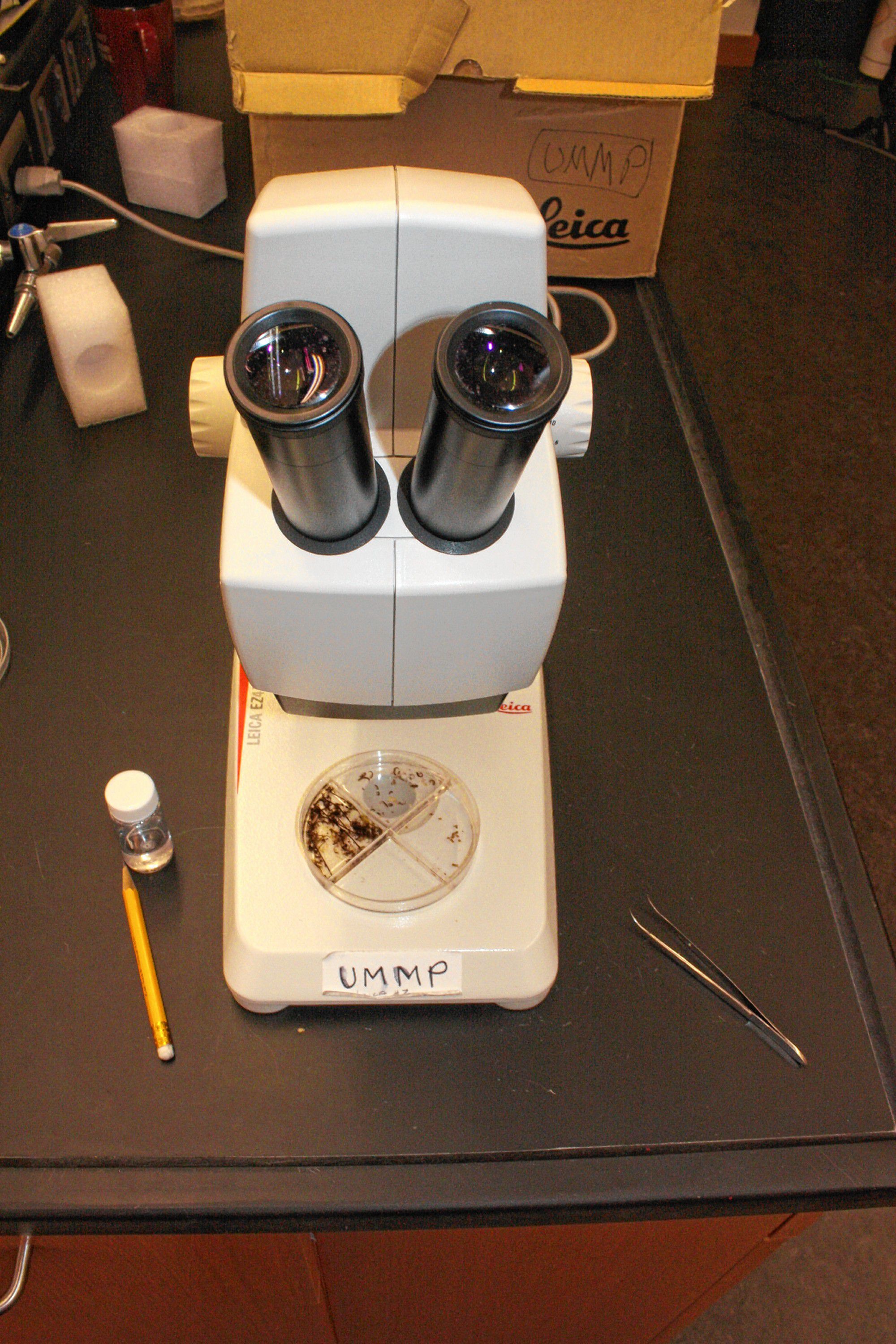 If you go to Bug Nights at St. Paul’s School, be prepared to see all kinds of creepy crawlers up close and personal.