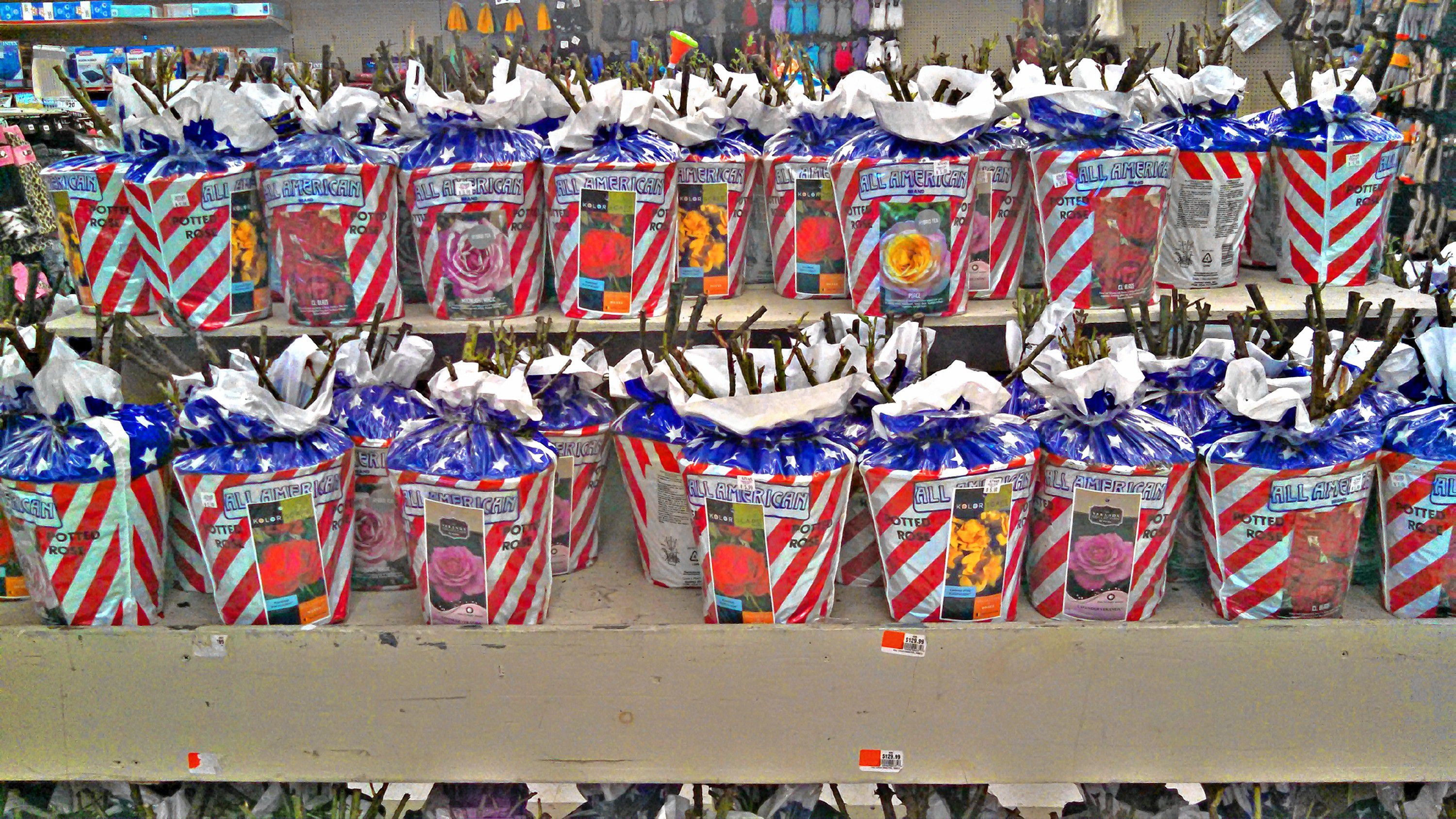 As sure a sign of spring as any, the Job Lot has dozens of ready-to-plant roses to choose from. (JON BODELL / Insider staff)