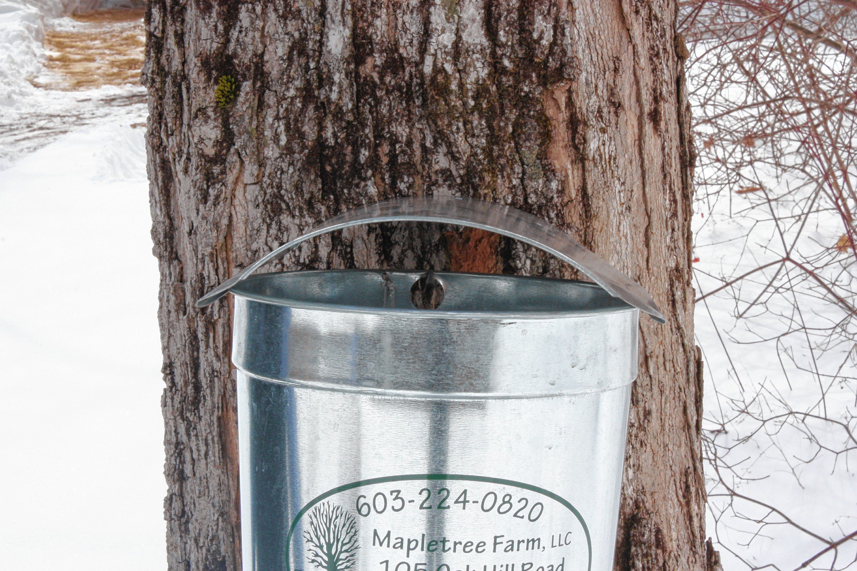 Once you've installed your tap, you’ll want to put something under it to catch all the sap. Buckets are the most common, although some people use empty milk jugs and (gasp) even empty kitty litter containers (not recommended).