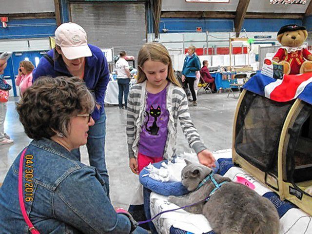 You will be able to pet all kinds of great cats at this weekend's Seacoast Cat Club Show at Everett Arena. So if you like cats, you won’t want to miss it.