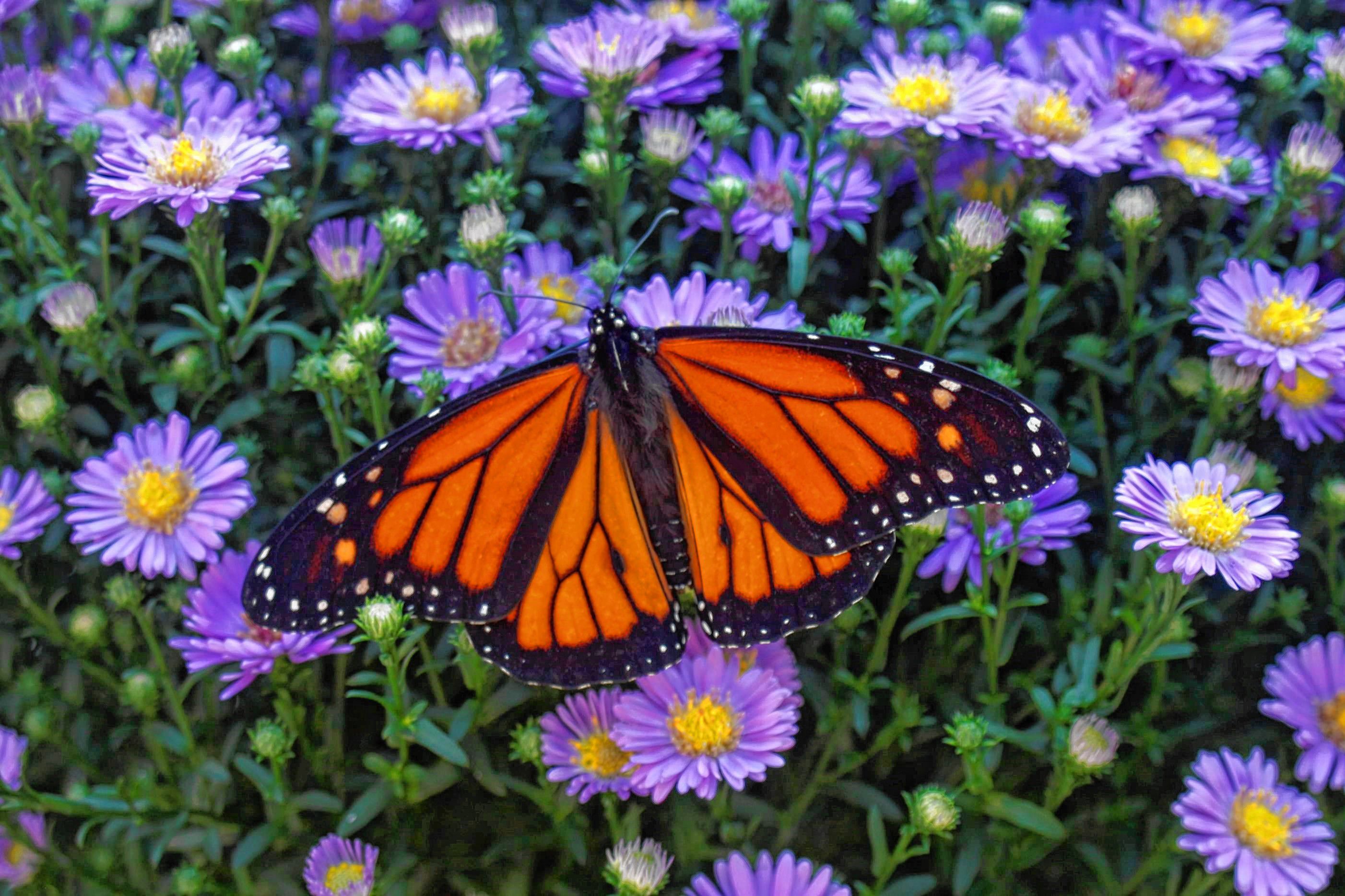 Butterflies Are Being Released Into The Wild The Concord Insider