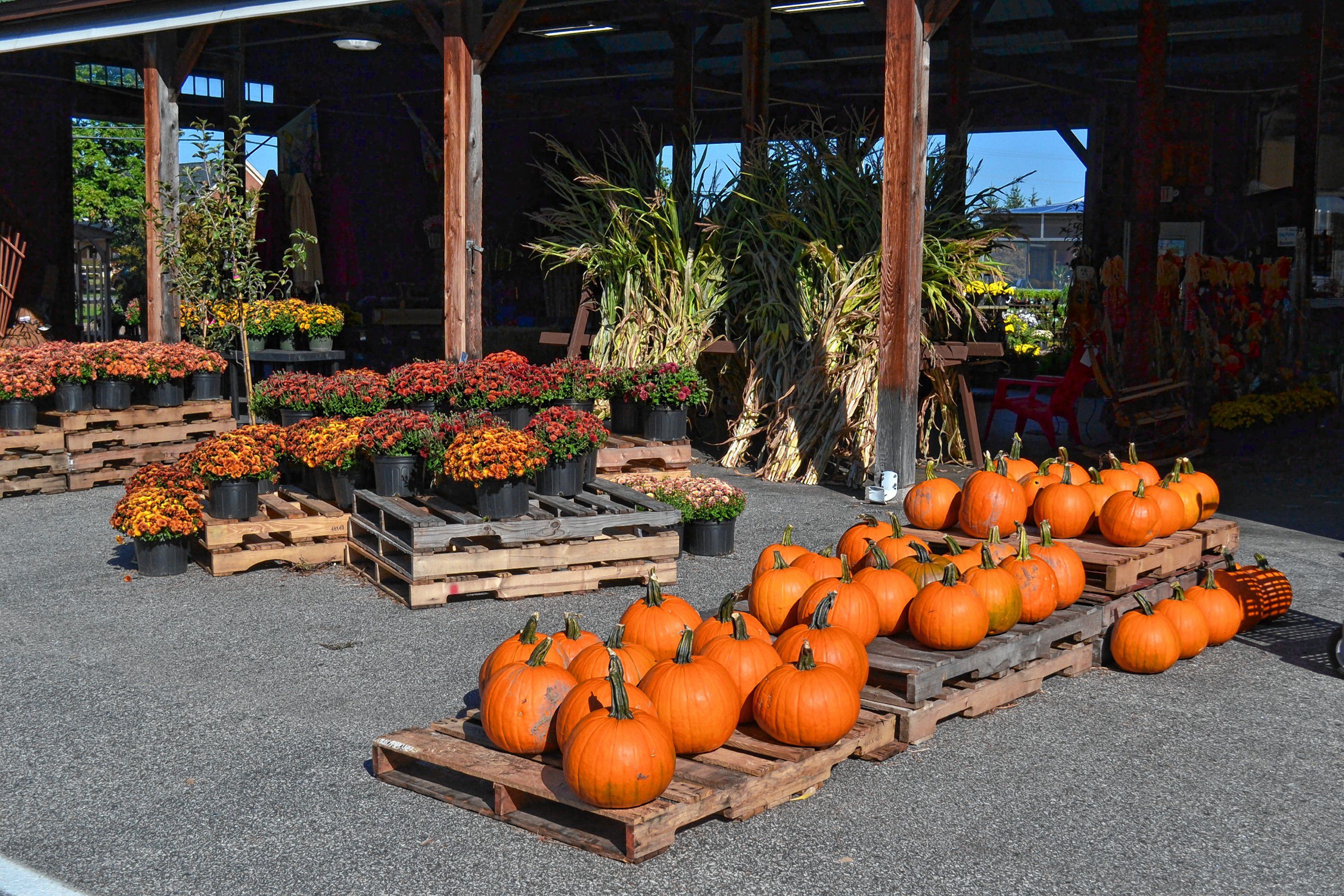 If you're looking to spruce up your front step or the entire outside of your house, Osborne's Agway has pumpkins, mums and corn stalks ready for you to buy. TIM GOODWIN / Insider staff