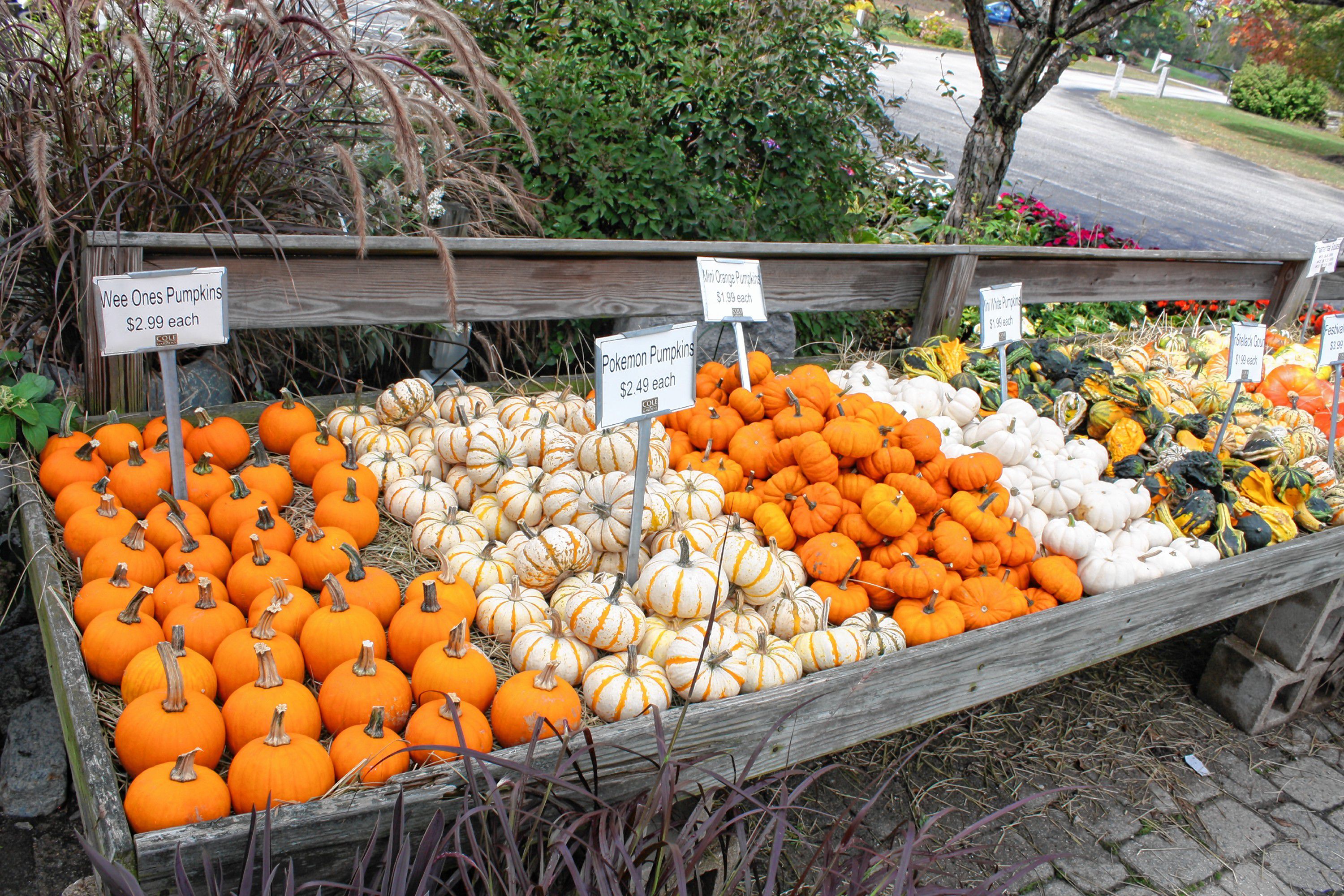 There are plenty of pumpkins for sale at Cole Gardens, including Pokemon pumpkins (the kind of cream colored ones), which are apparently a real thing. JON BODELL / Insider staff