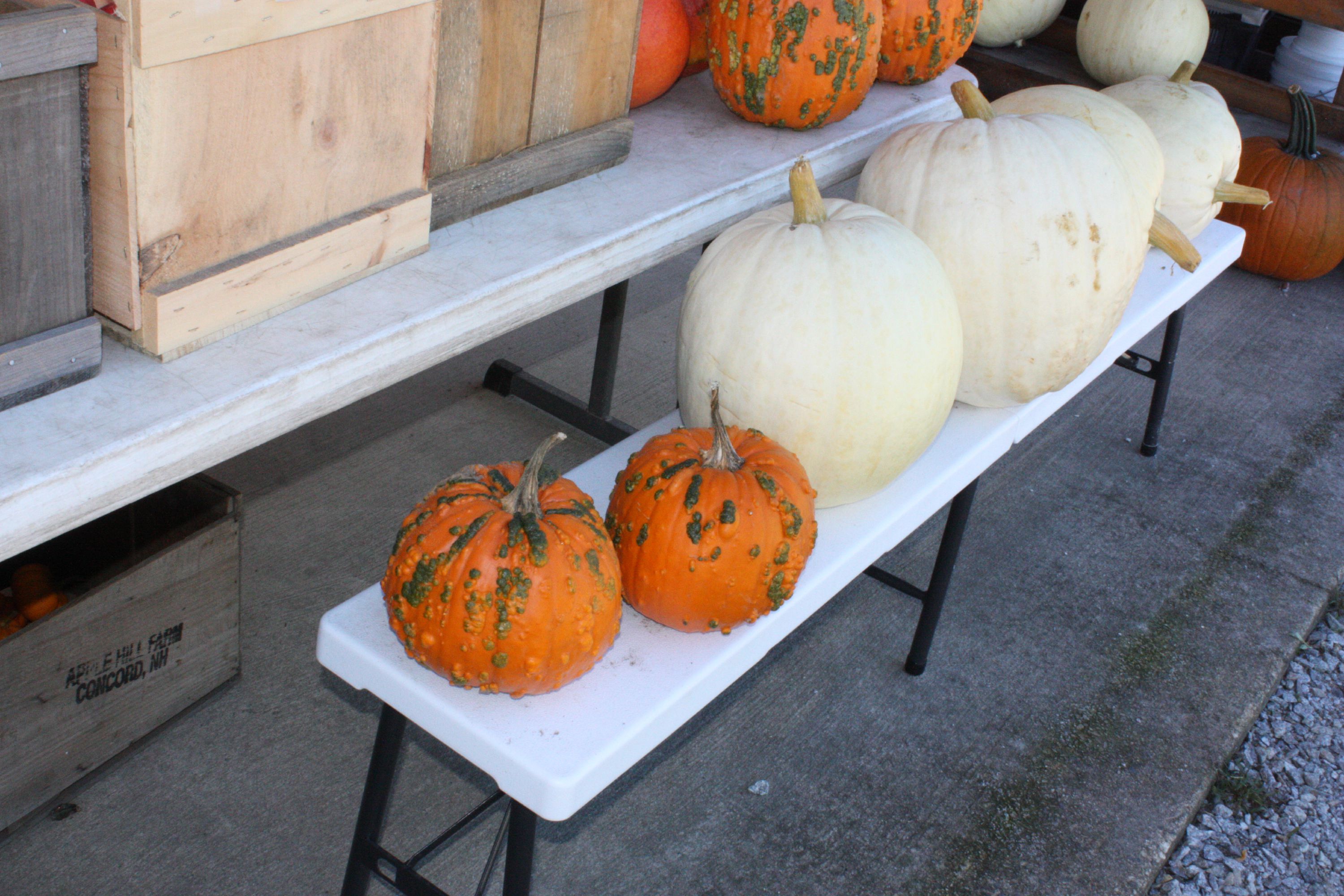 At Apple Hill Farm, there's an odd but interesting kind of pumpkin known as the knucklehead. Those green growths are the result of a mutation, but enough people think they look cool that they're offered for sale. JON BODELL / Insider staff