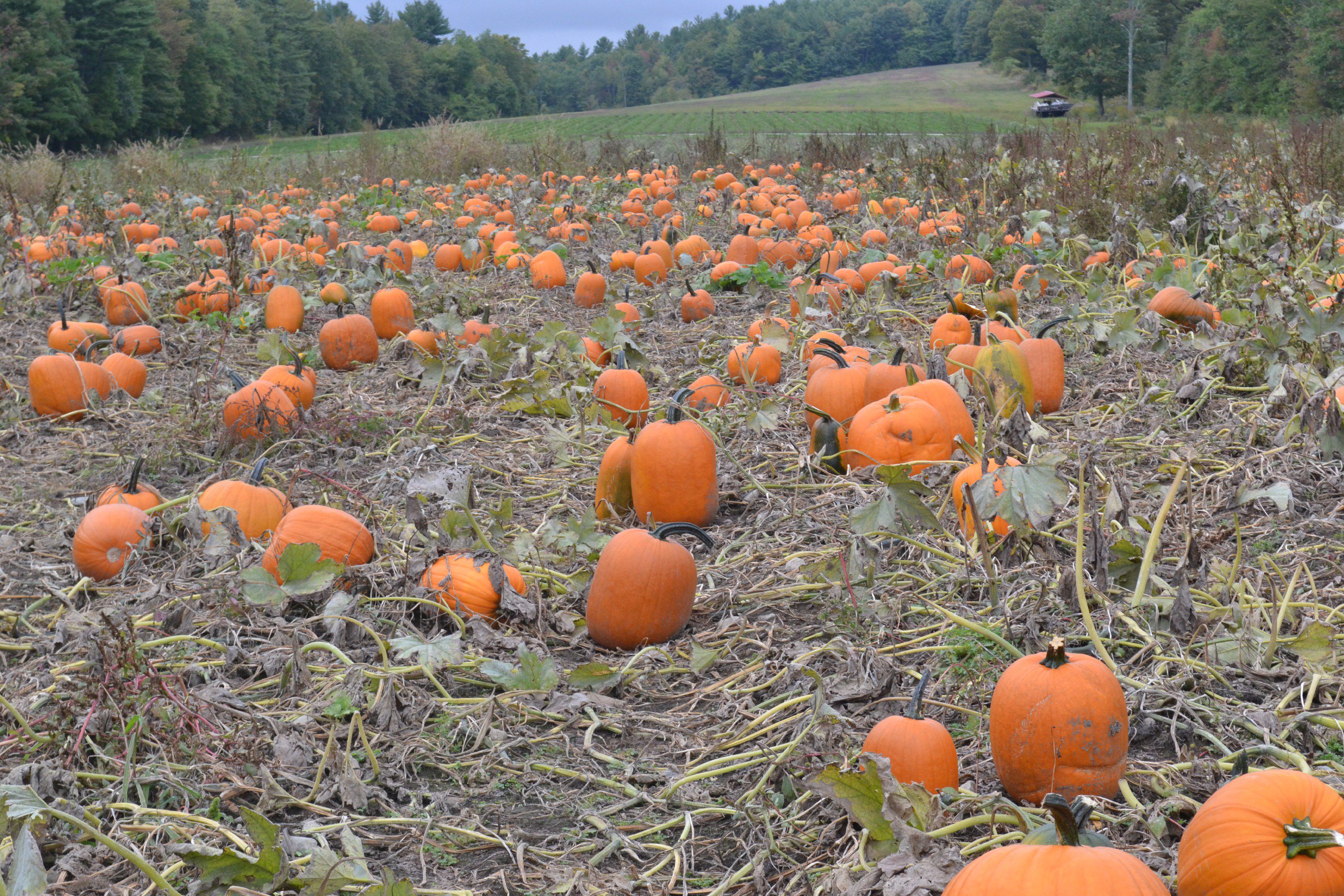 We traveled all over Concord and Bow  to see where you could find the pumpkin that best fits your needs. Tim Goodwin