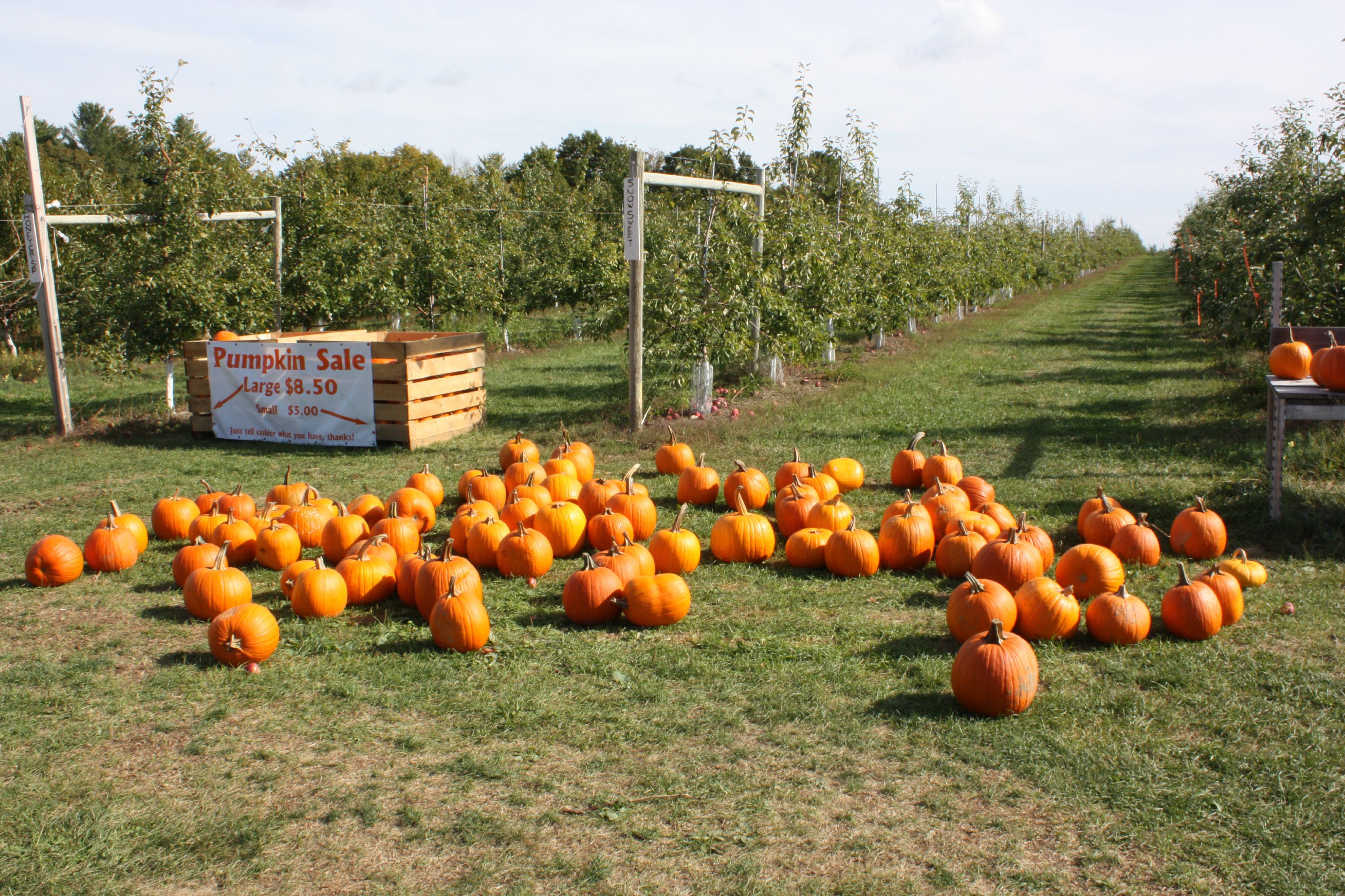 At Carter Hill Orchard, they do the pumpkin picking for you. You can choose a large pumpkin for $8.50 or a smaller one for $5, just tell someone inside what you're getting. JON BODELL / Insider staff