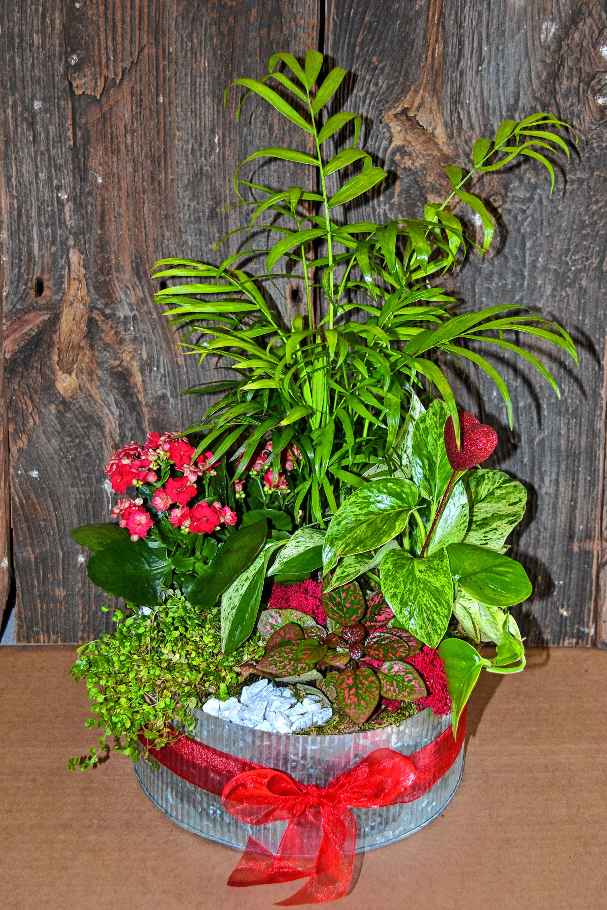 This plant arrangement from Cole Gardens is an alternative to flowers. TIM GOODWIN / Insider staff