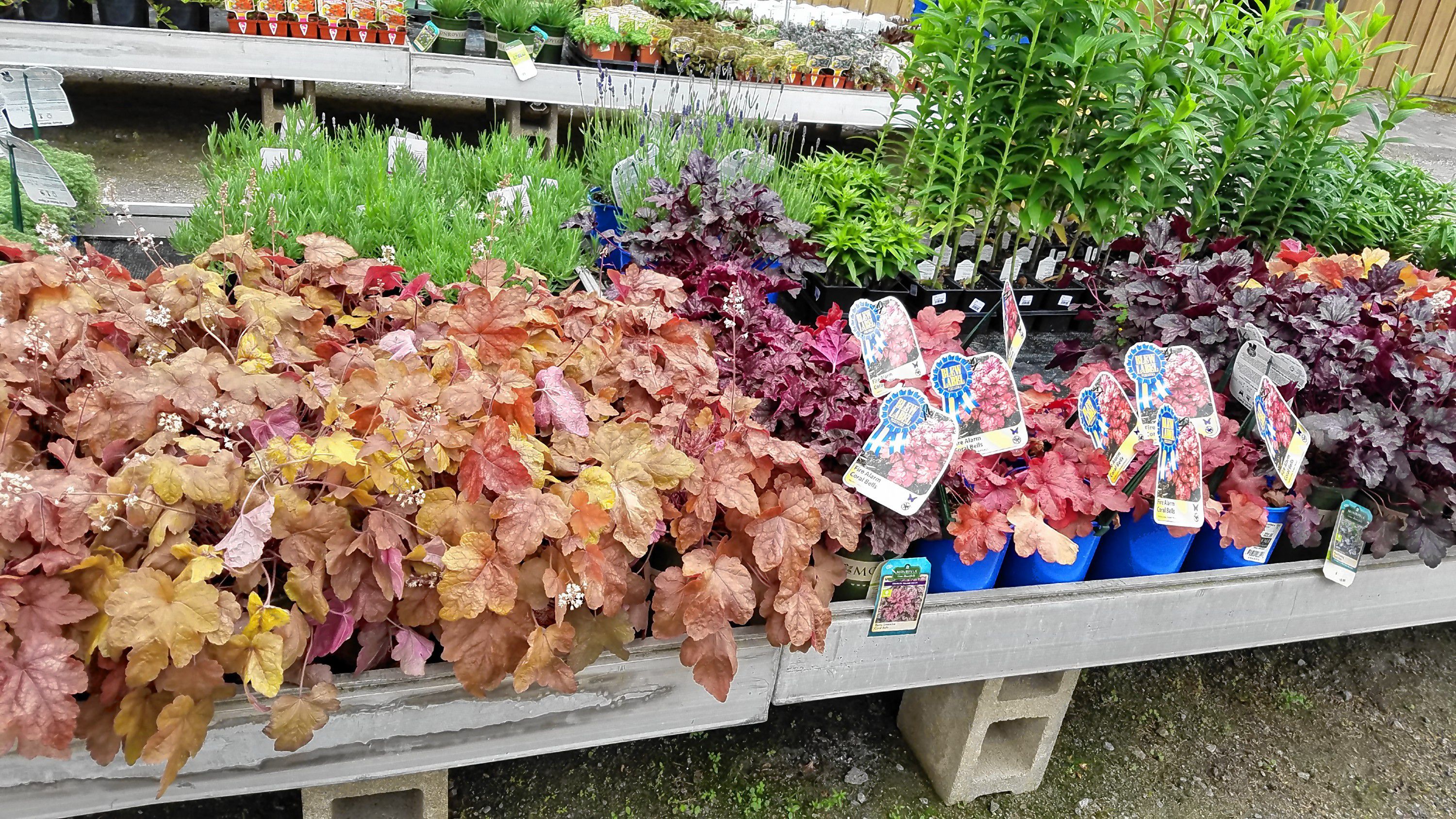 At Cole Gardens, you can get your Japanese maples to boost the appearance of your front yard, or some short, leafy plants to add a splash of color wherever you see fit. JON BODELL / Insider staff