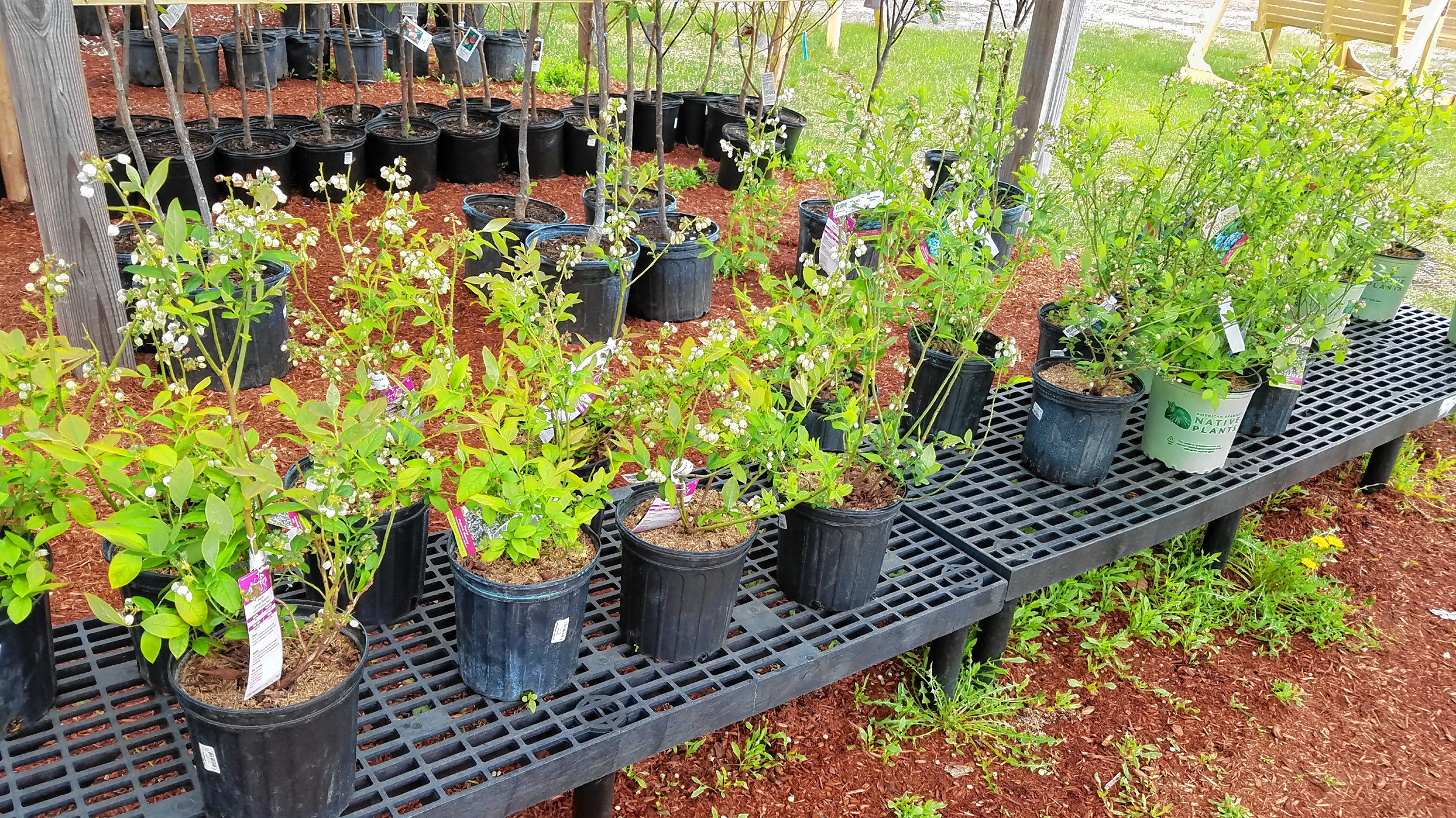 Osborne's Agway has a good selection of fruit trees, as well as a whole slew of vibrant, colorful flowers. JON BODELL / Insider staff