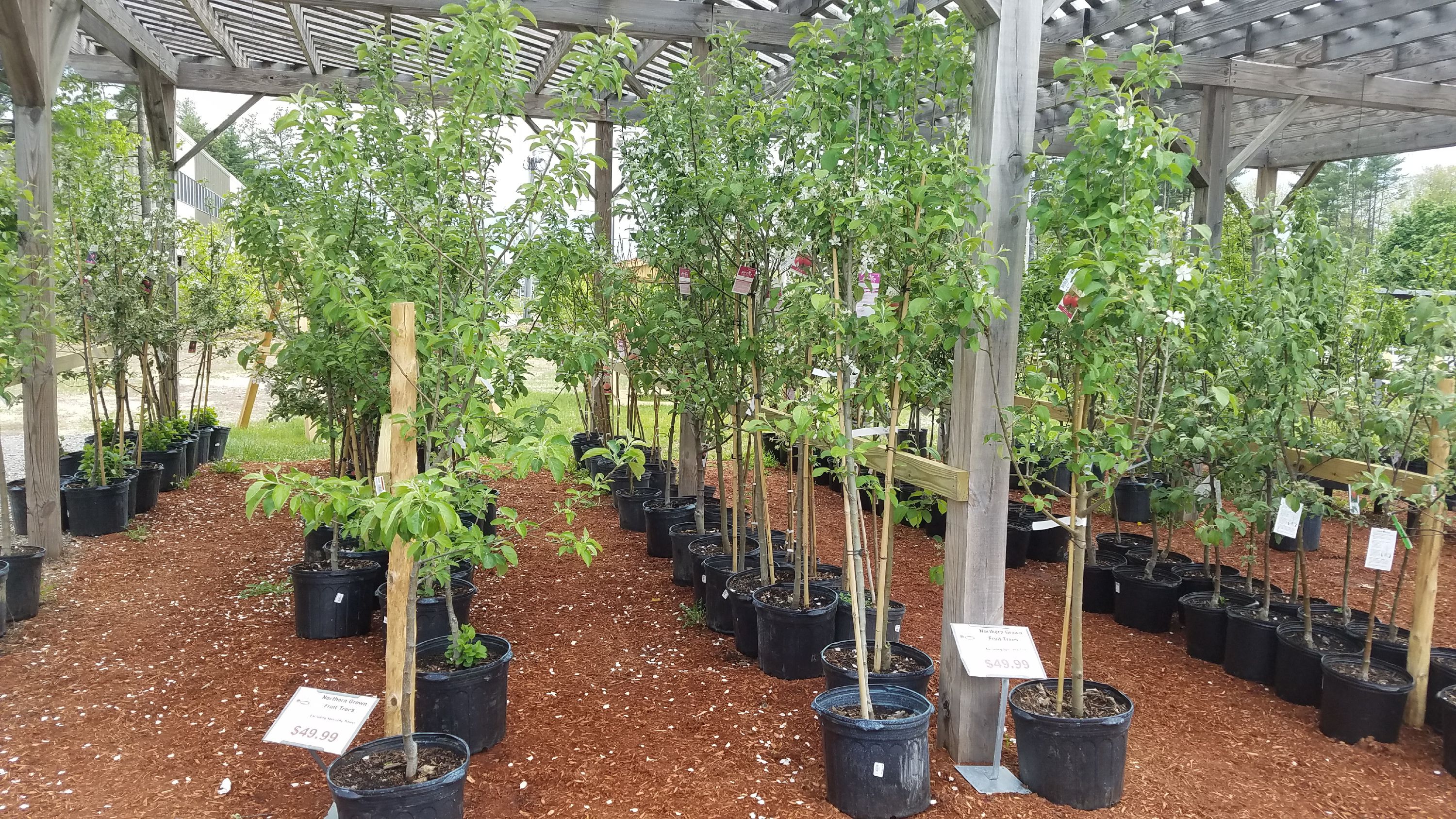 Osborne's Agway has a good selection of fruit trees, as well as a whole slew of vibrant, colorful flowers. JON BODELL / Insider staff