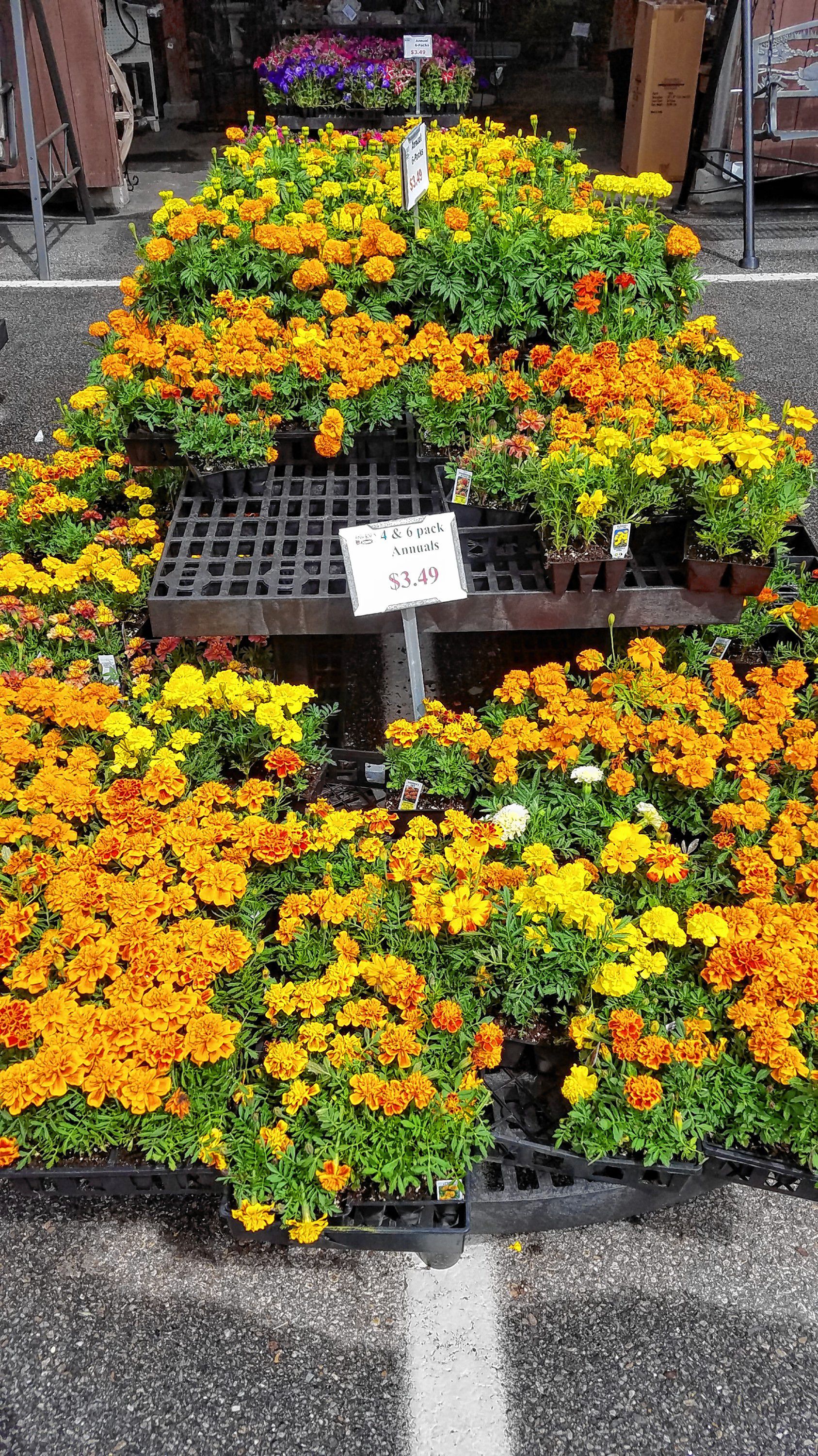 Osborne's Agway has a good selection of fruit trees, as well as a whole slew of vibrant, colorful flowers. JON BODELL / Insider staff