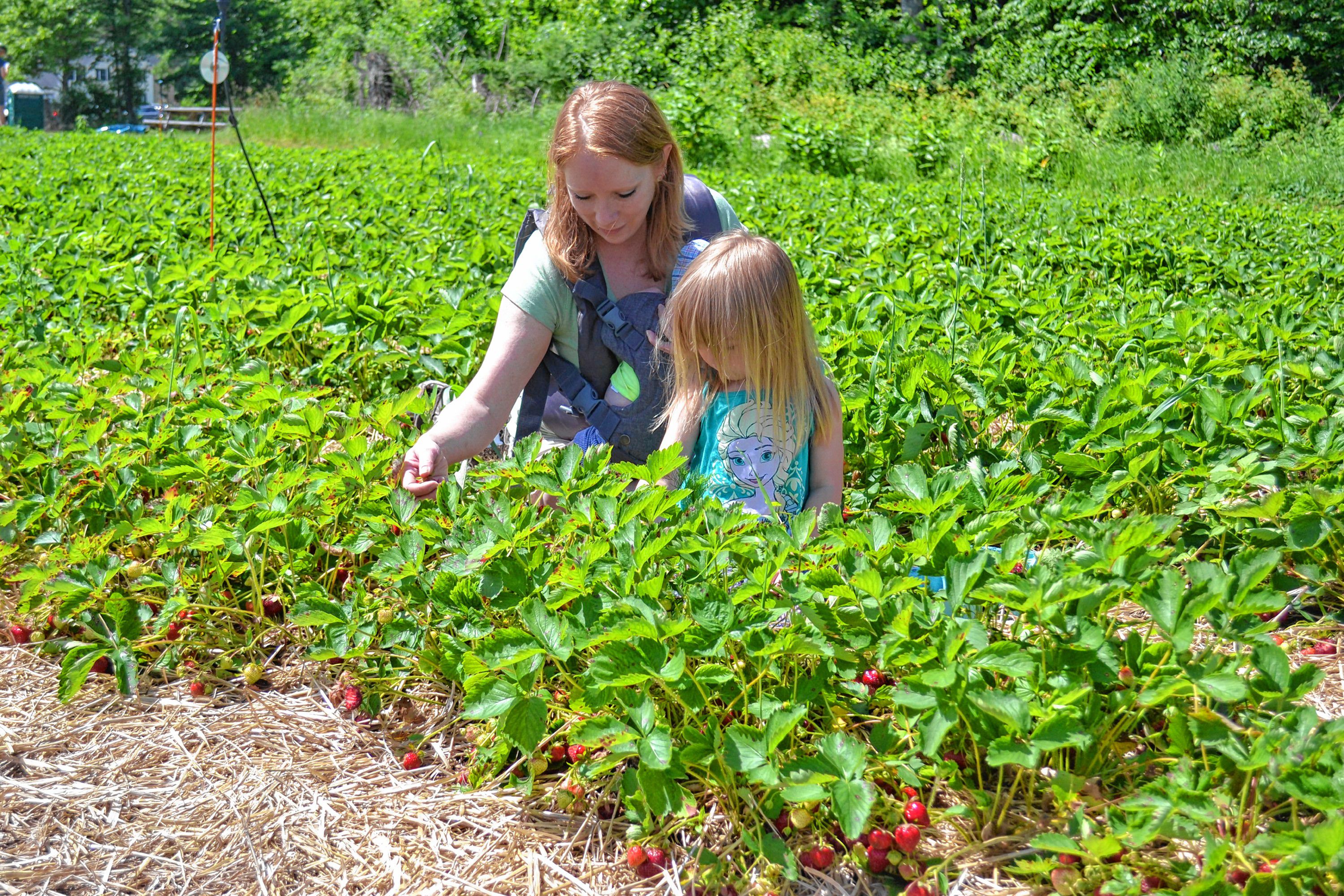 Pamela Anderson and his daughter Briar pick strawberries at Apple Hill Farm last week, while Anderson's 12-week old son, Fox, hangs out in a carrier. TIM GOODWIN / Insider staff