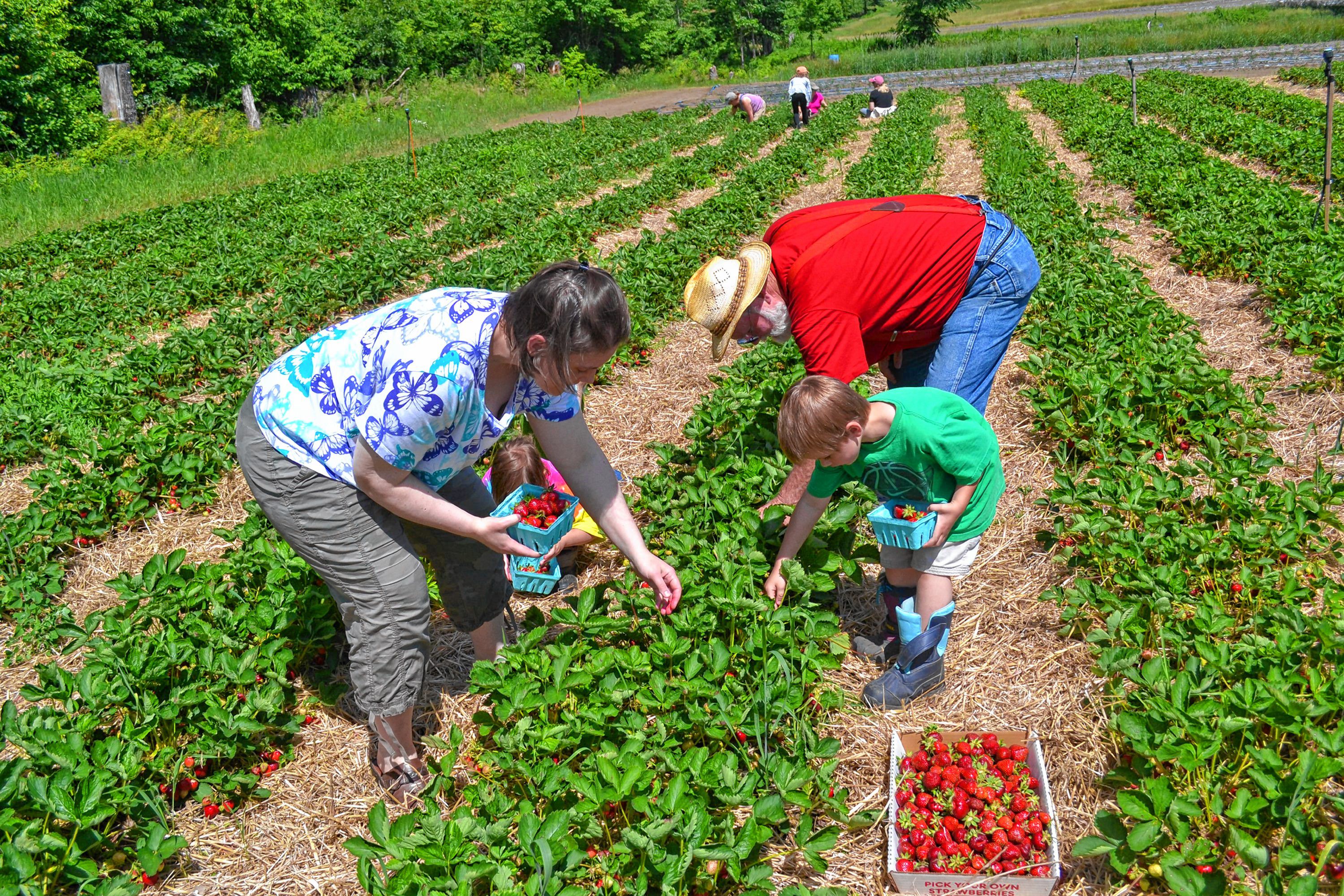 Camille Sheil pick strawberries at Apple Hill Farm with her son Adam and father Paul Strieby, while her daughters Jacki and Antalya sneak a few to eat in the background. TIM GOODWIN / Insider staff