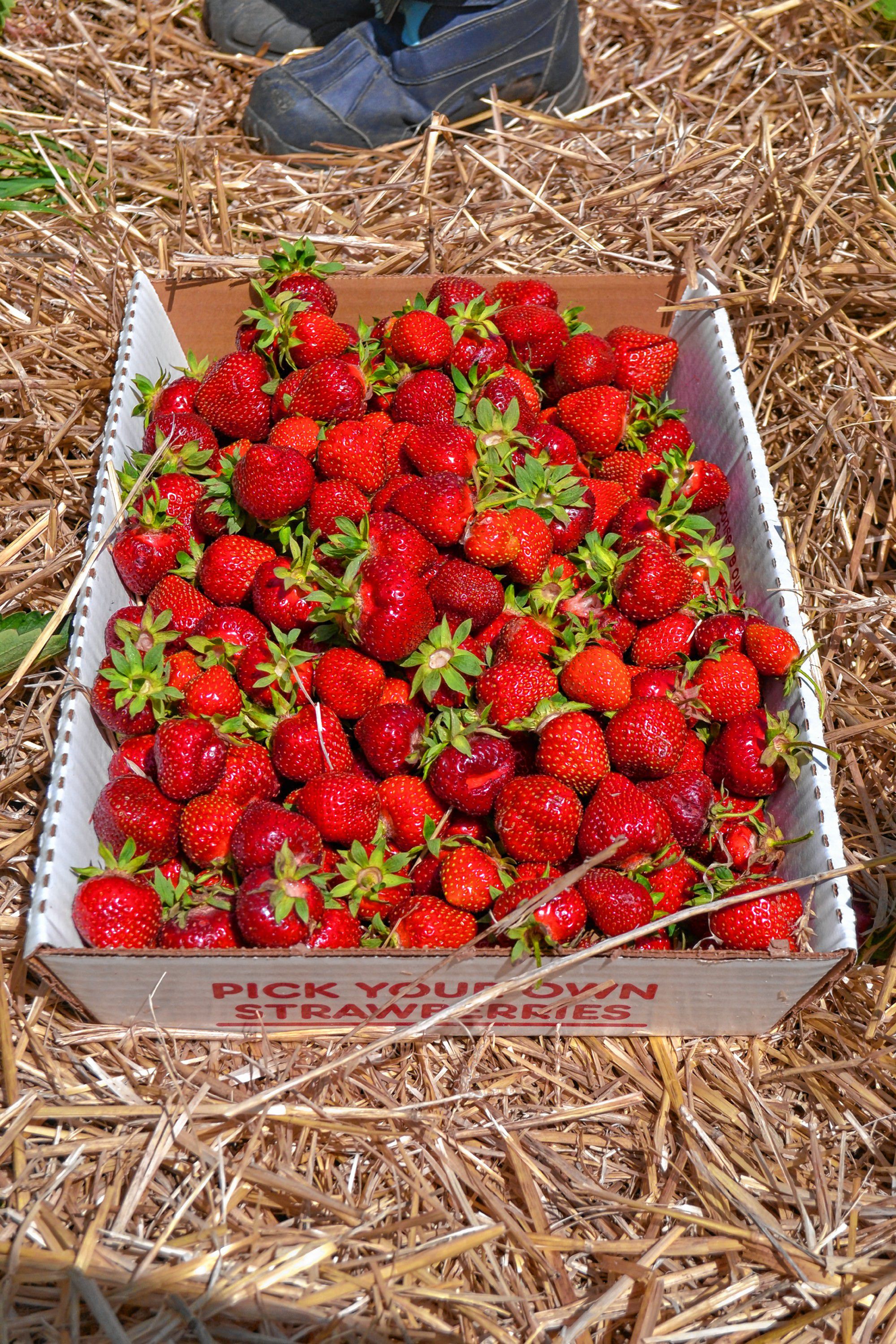 We sure wish we had some angel food cake and whipped cream to go with this box of strawberries. TIM GOODWIN / Insider staff