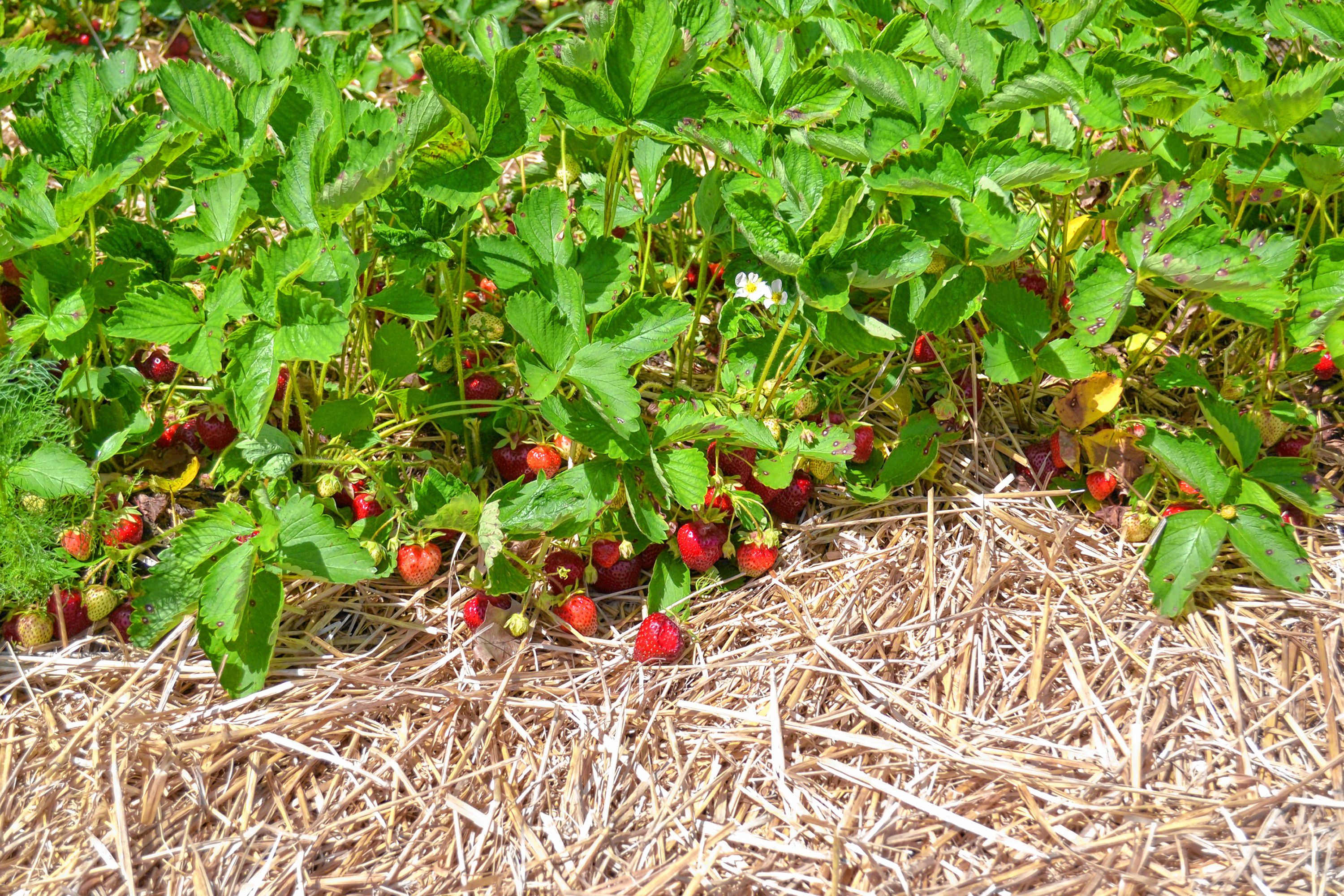 Strawberries are ready to be picked at Apple Hill Farm. TIM GOODWIN / Insider staff