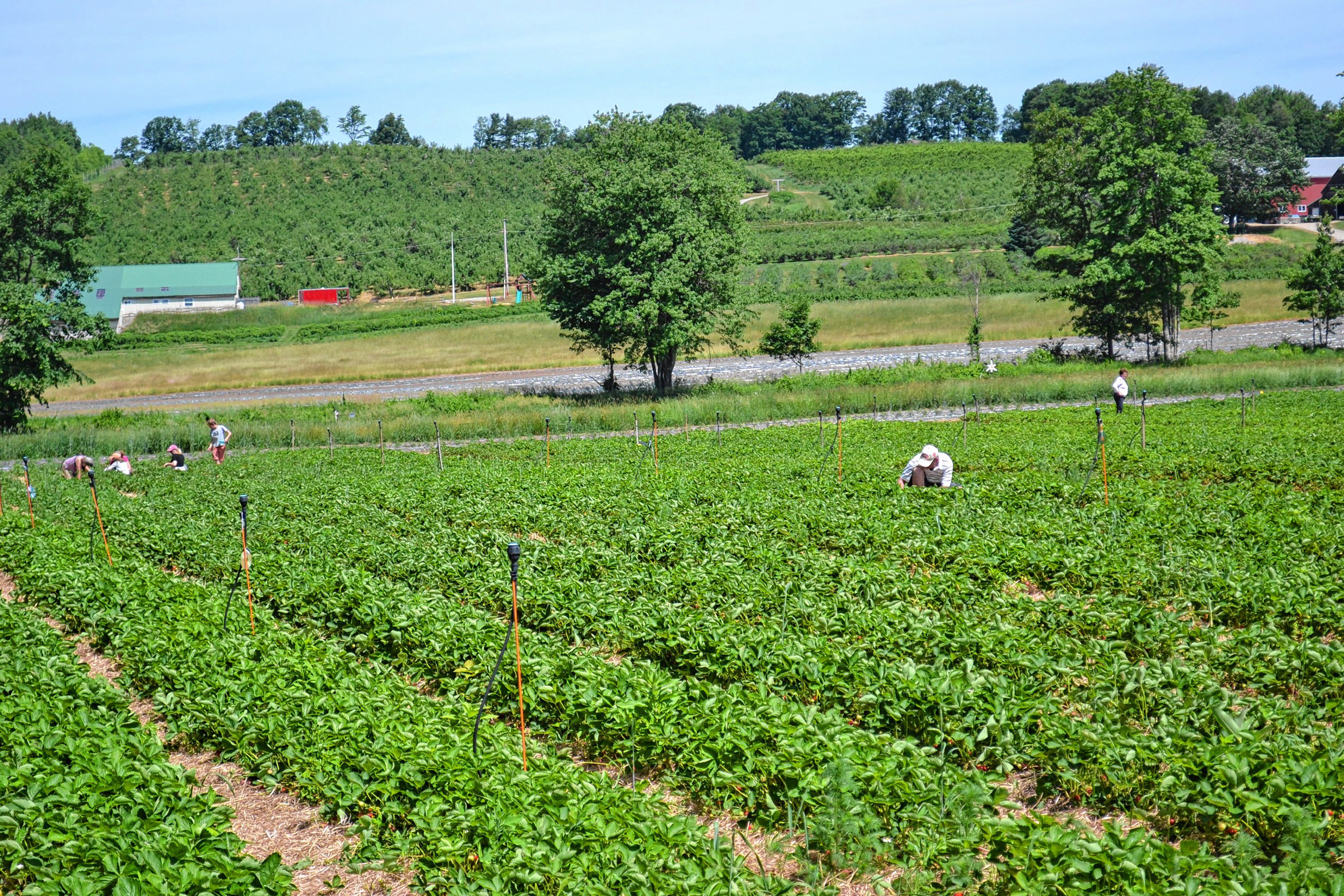 The strawberry patch at Apple Hill Farm was bustling with the nice weather last week. TIM GOODWIN / Insider staff