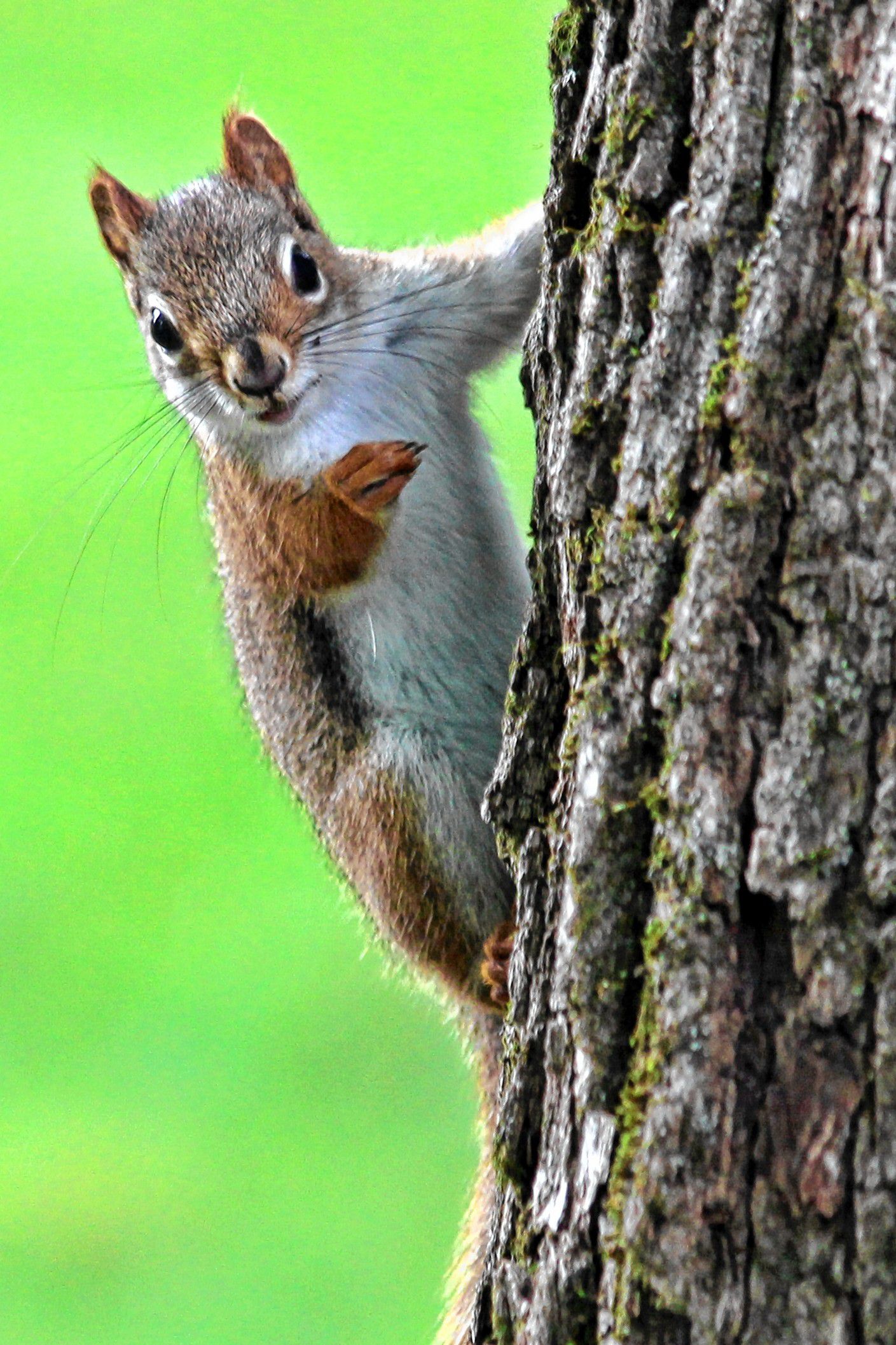 A red squirrel from Greenfield Meadows captured by Gary Dillensneider of Greenfield. 