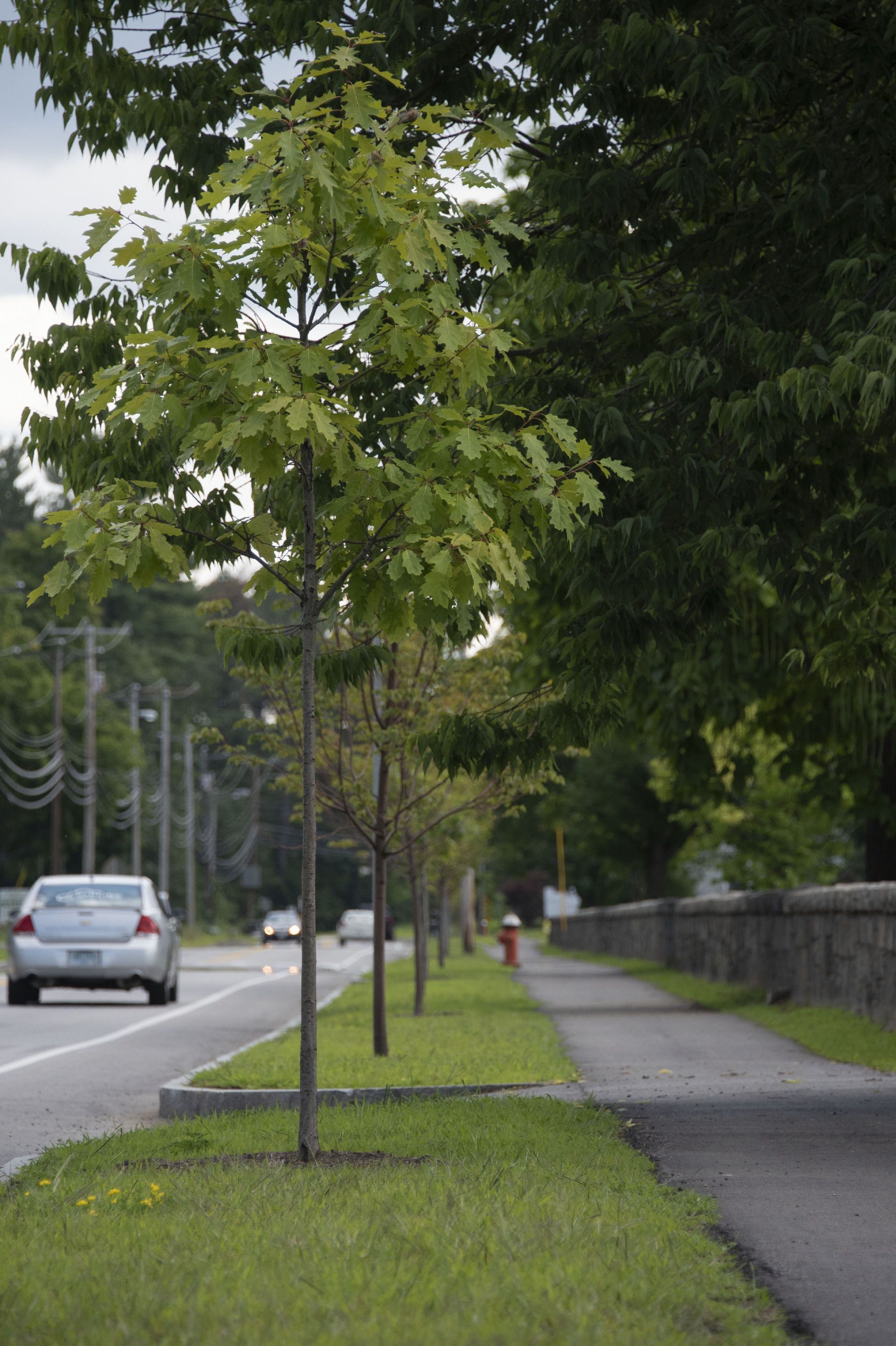 Sustainable Street Tree Program Shows Concords Commitment To Urban Forestry The Concord Insider 9146