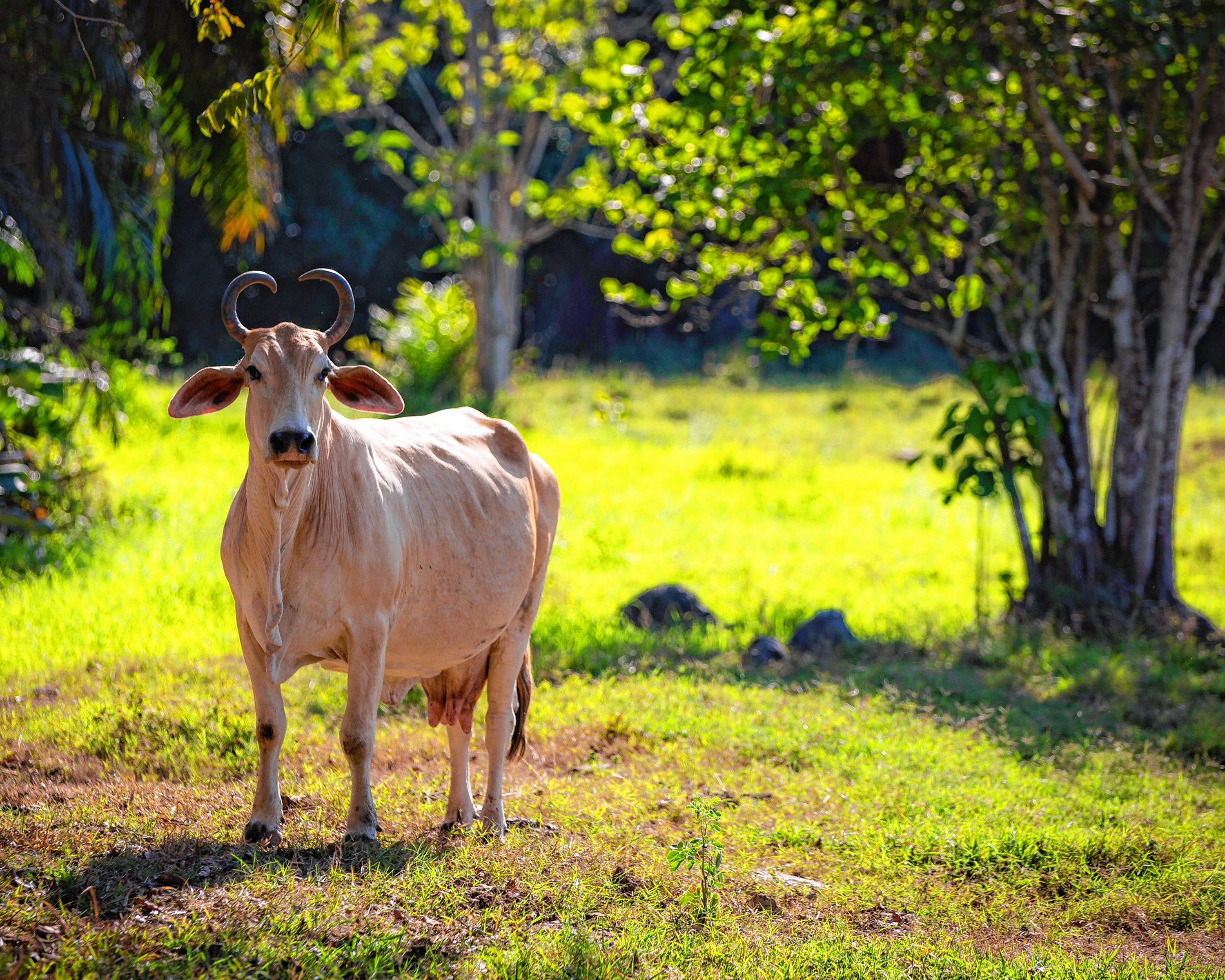 Concord photographer Eric Fleming captured these stunning images while on an excursion to Puerto Rico in the beginning of 2019. These photos and more are on display at Fleming's first-ever photo exhibit at the office of Kelly Dimond, Certified Advanced Rolfer, 210 N. State St., Suite 2A. Courtesy of Eric Fleming